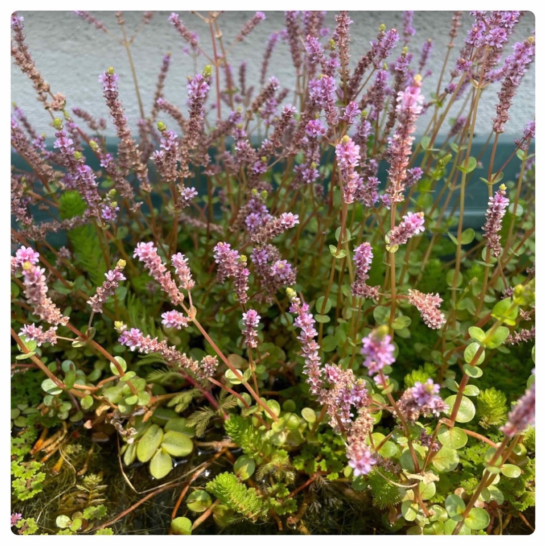 水草セット　ビオトープ　浮き草　産卵床　水槽水草　寄せ植え　暑さ対策に その他のペット用品(アクアリウム)の商品写真