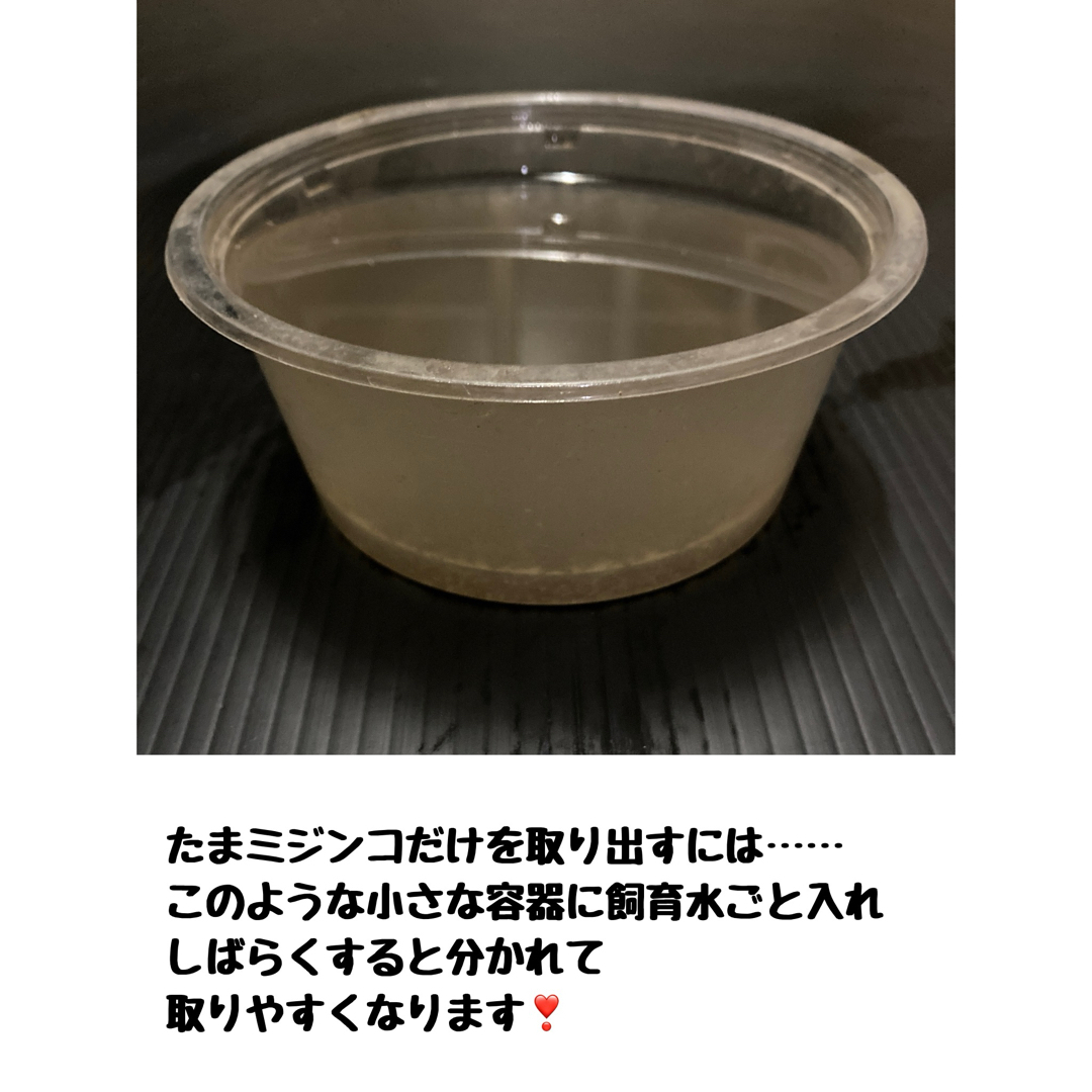 タマミジンコ〝ミジンコまる〟 その他のペット用品(ペットフード)の商品写真