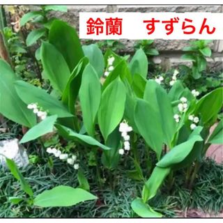 B☆可憐な☆鈴蘭☆スズラン☆すずらん☆の芽(プランター)