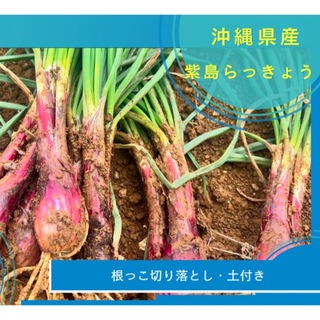 沖縄県産　紫島らっきょう2kg(野菜)