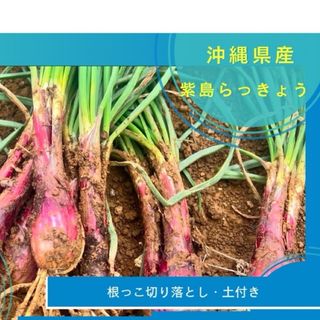 沖縄県産　紫島らっきょう2kg(野菜)