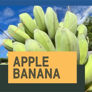 沖縄県産　アップルバナナ2kg(房なし)(フルーツ)