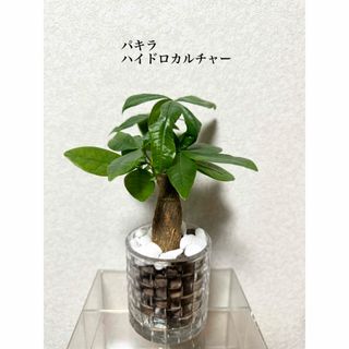 パキラ　ハイドロカルチャー　観葉植物(ドライフラワー)