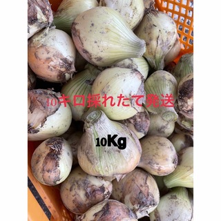 佐賀県産新玉ねぎ10kg(野菜)