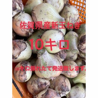 佐賀県産新玉ねぎ10kg(野菜)