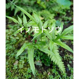 オオバイノモトソウ　観葉植物　山野草　テラリウム　苔玉