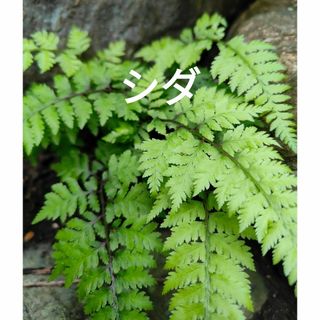 シダ　シェードガーデン　グランドカバー　和風庭園　観葉植物(プランター)