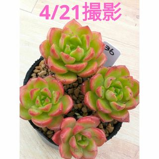 36♥レティジア♥　根あり　多肉植物(プランター)