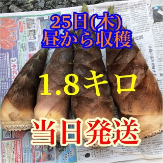 タケノコ　1.8キロ 当日発送　米ぬか付き　(野菜)