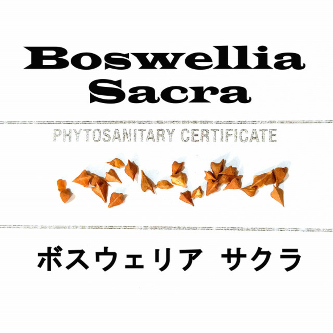 1月入荷 5粒 Boswellia sacra ボスウェリア サクラ  証明書 ハンドメイドのフラワー/ガーデン(その他)の商品写真