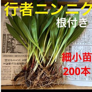 北海道産　行者ニンニク　アイヌネギ　根付き　小さな苗　細苗　200本(野菜)