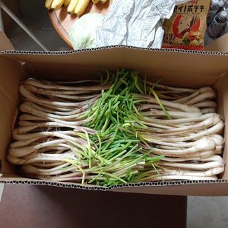 伊江島産♪島らっきょう5㎏②(野菜)