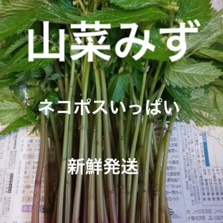 1 山菜　みず　ミズ　ネコポスいっぱい(野菜)