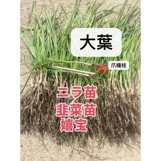 ニラ苗100本(野菜)