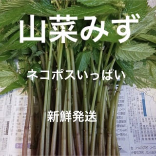 3 山菜　みず　ミズ　530g(野菜)