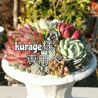 kurage様専用ページ(オーダーメイド)