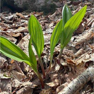 行者ニンニク　400グラム(野菜)