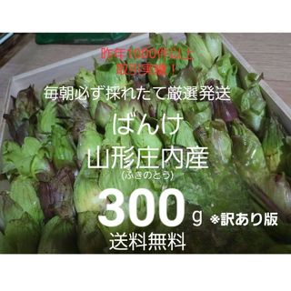 山形鳥海山産　朝摘み天然ばんけ約300g(訳ありふきのとう)蕗の薹　春野菜　山菜(野菜)