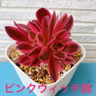 ■多肉植物■アエオニウム ピンクウィッチ錦(その他)