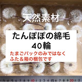 たんぽぽの綿毛 40輪 加工済み ＊ 花材 タンポポ ドライフラワー(ドライフラワー)