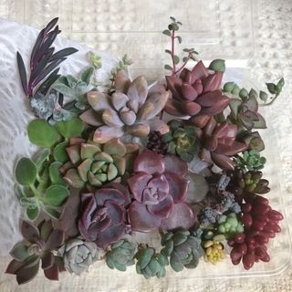 多肉植物ミニ寄せ植えパープル系紅葉ダスティーローズペンタンドルム班入りタイトゴメ(その他)