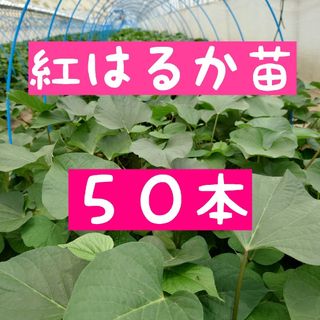 さつまいも苗【紅はるか５０本】【ウイルスフリー切り苗】(野菜)