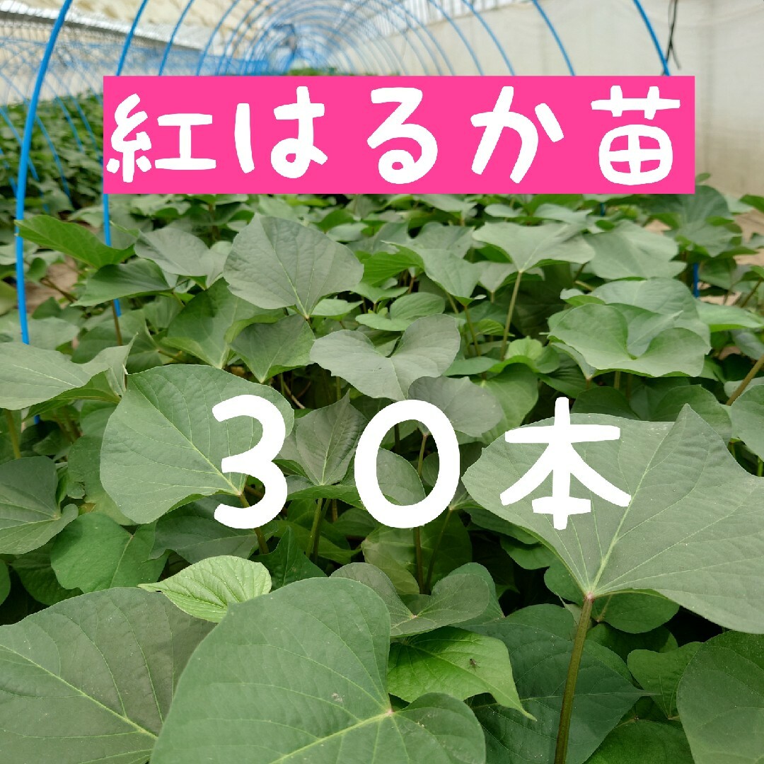 さつまいも苗【紅はるか３０本】【ウイルスフリー切り苗】 食品/飲料/酒の食品(野菜)の商品写真