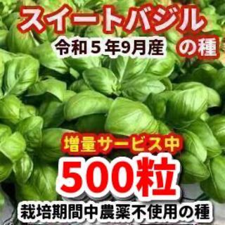 スイートバジルの種【400粒】◾️農薬:栽培期間中不使用の種★増量サービス中