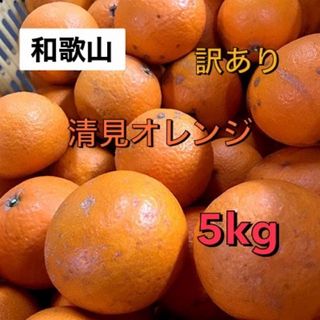 甘さ抜群　和歌山　清見オレンジ　5kg  送料無料　訳あり(フルーツ)