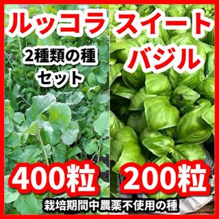 スイートバジル＆ルッコラの種【2種類セット】栽培期間中農薬不使用の種令和5年9月(その他)