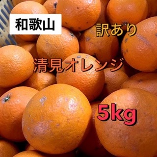 人気抜群　和歌山　甘い清見オレンジ　5kg  送料無料　訳あり(フルーツ)