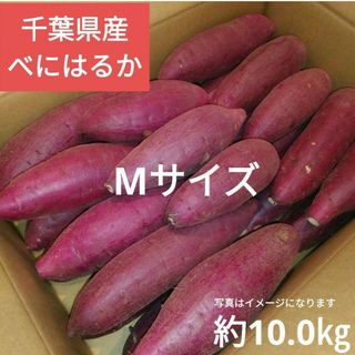 千葉県産　べにはるか　さつまいも　サツマイモ　Mサイズ　約10.0㎏(野菜)