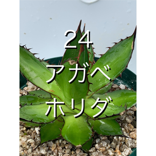 24 アガベ ホリダ　鉢付　Agave horrida(プランター)