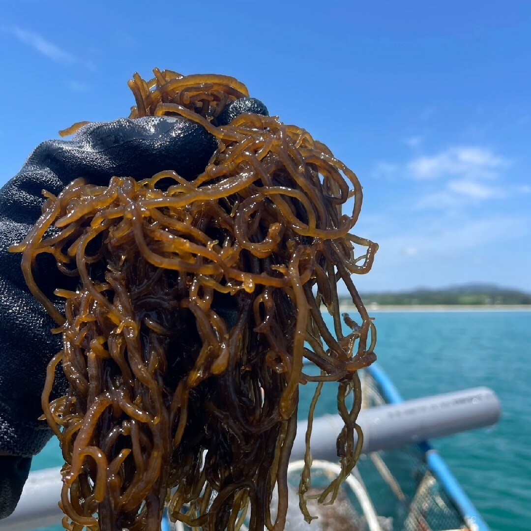 沖縄県産太もずく4kg(1kg×4パック)太くて長～い塩蔵もずく♪送料無料 食品/飲料/酒の食品(野菜)の商品写真