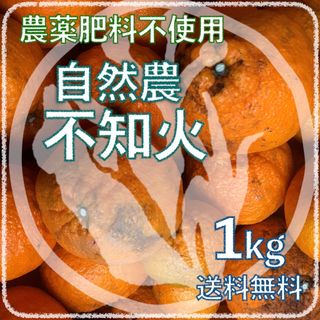 自然農不知火1kg 6年目 無農薬肥料不使用 自然農法 みかん 海乃蛙自然農園(フルーツ)