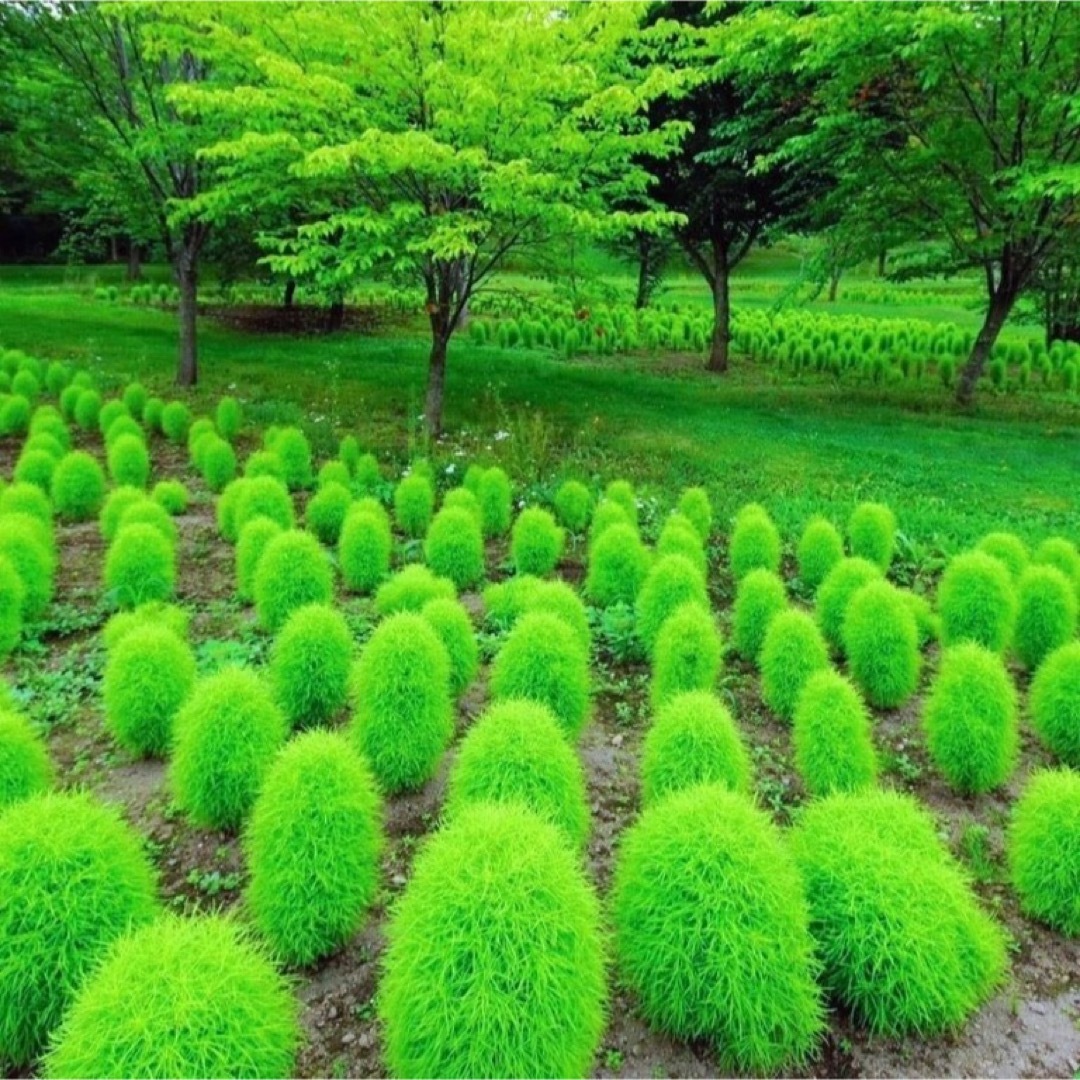 【花の種】コキア☆箒木(ホウキギ) 種子 100粒以上！シンボルツリー ハンドメイドのフラワー/ガーデン(プランター)の商品写真