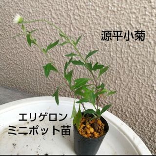 エリゲロン 源平小菊 ミニポット苗 ポットごと発送(その他)