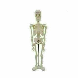 人体骨格模型　45cm 1/4 スケール(模型/プラモデル)
