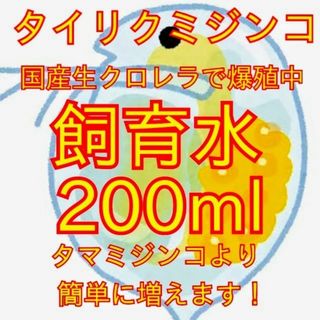 死着は前例がありません★タイリクミジンコ国産生クロレラで爆殖中！飼育水200ml(アクアリウム)