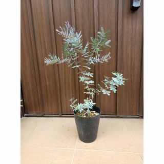 ミモザアカシア　プルプレア　鉢植え　苗　オージープランツ(プランター)