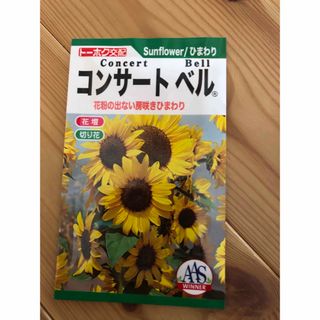 珍しい鈴なり一斉咲きのヒマワリ　コンサートベル　20粒　即購入OK⭐︎(その他)