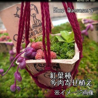 🌵観葉植物用 ハンギングネット🌵(プランター)