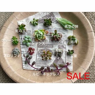 【SALE】【つぶつぶ多肉】多肉植物　増える季節！つぶつぶ多肉15種のお弁当①(その他)