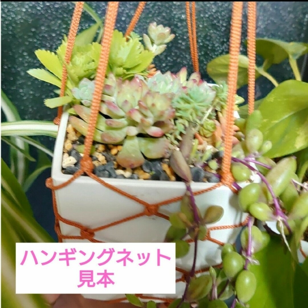 🌵観葉植物用 ハンギングネット🌵 ハンドメイドのフラワー/ガーデン(その他)の商品写真