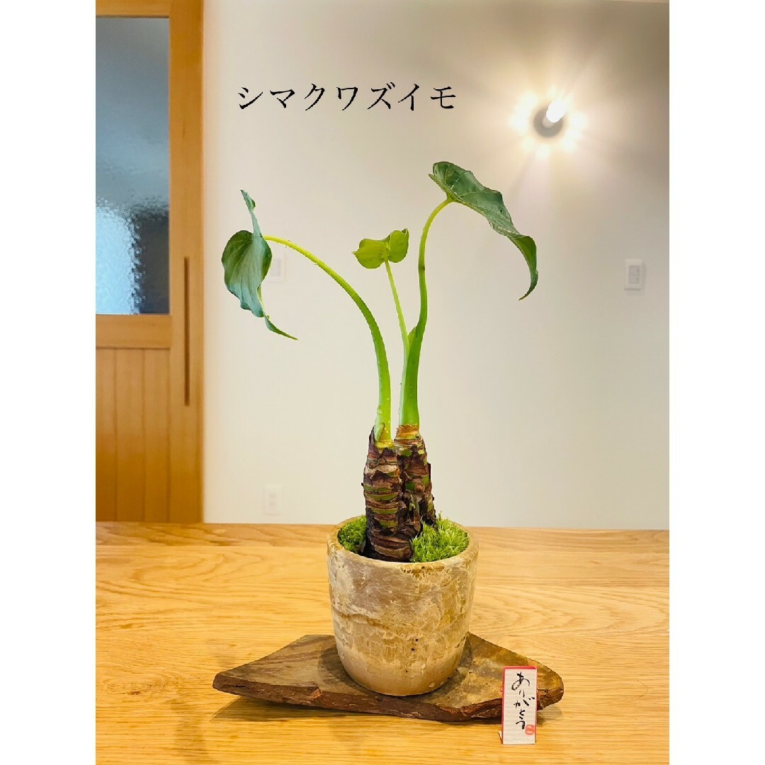 シマクワズイモの苔盆栽　ホソバオキナゴケ エンタメ/ホビーのアニメグッズ(その他)の商品写真