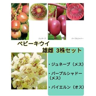 V【100円値下げ】ベビーキウイ　雌雄3種類セット(プランター)