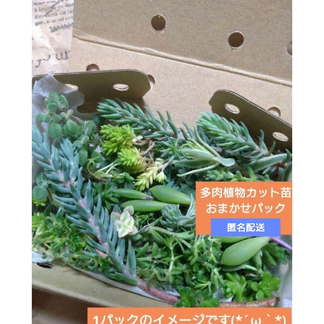 多肉植物　カット苗　おまかせパック　ポイント消化　匿名配送 ハンドメイドのフラワー/ガーデン(その他)の商品写真