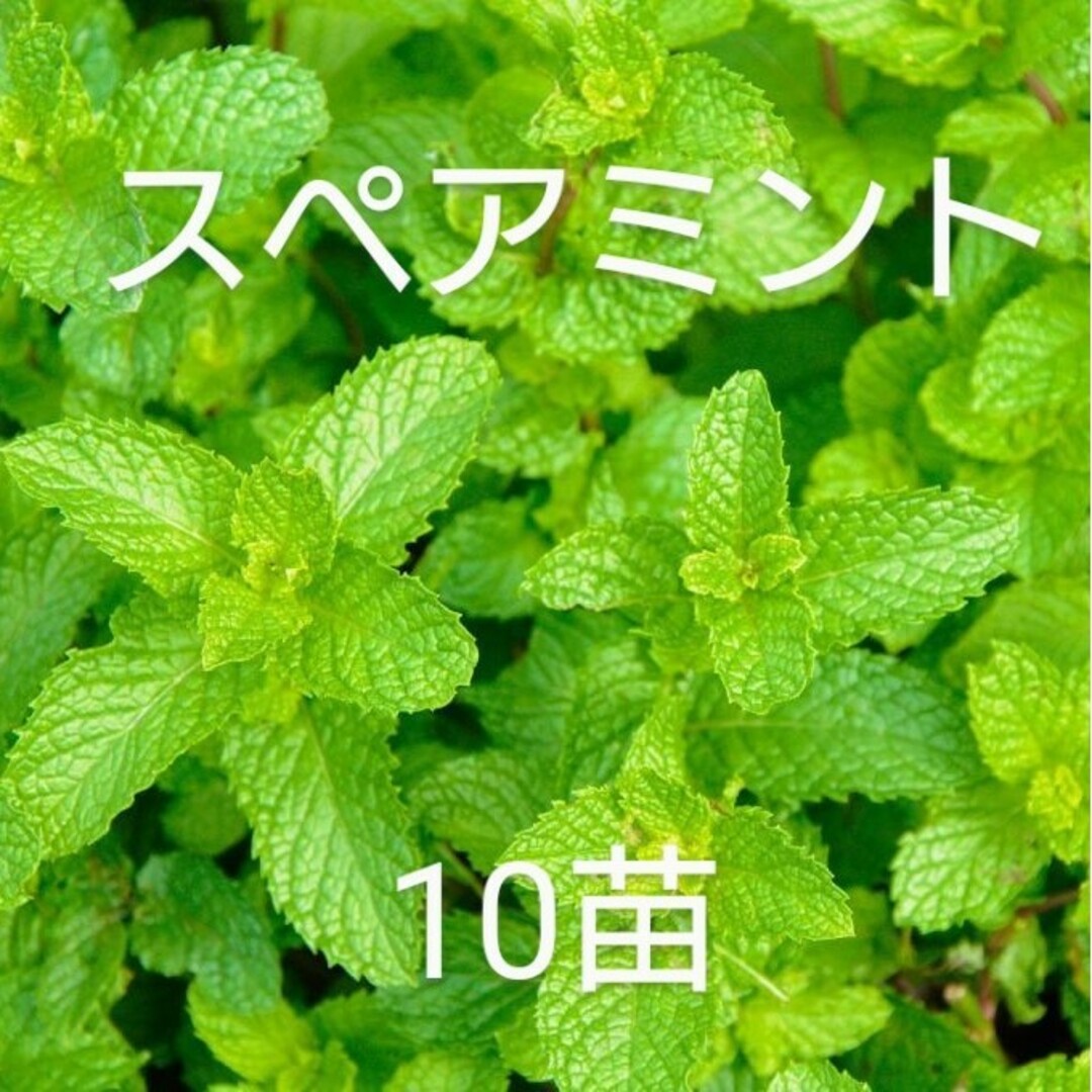 無農薬スペアミントの苗10本【自然栽培】⑨ ハンドメイドのフラワー/ガーデン(プランター)の商品写真