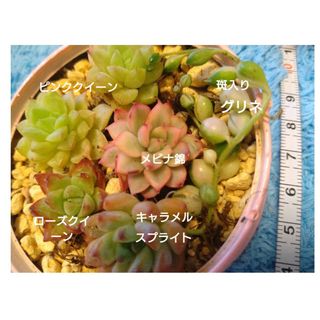 ピンク系寄せ植えミニセットメビナ錦(その他)