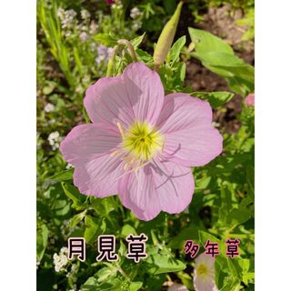 月見草 花の種 100粒(その他)